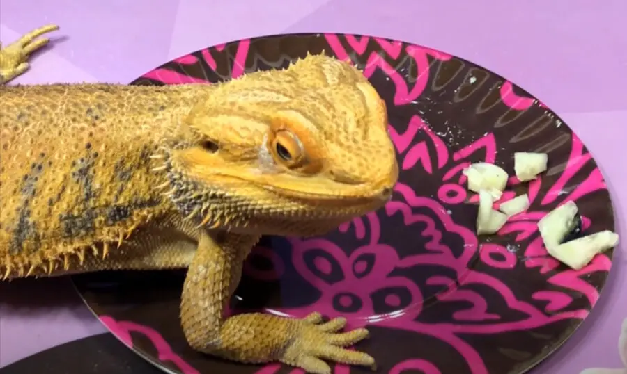 Bearded Dragon Eating Cucumbers