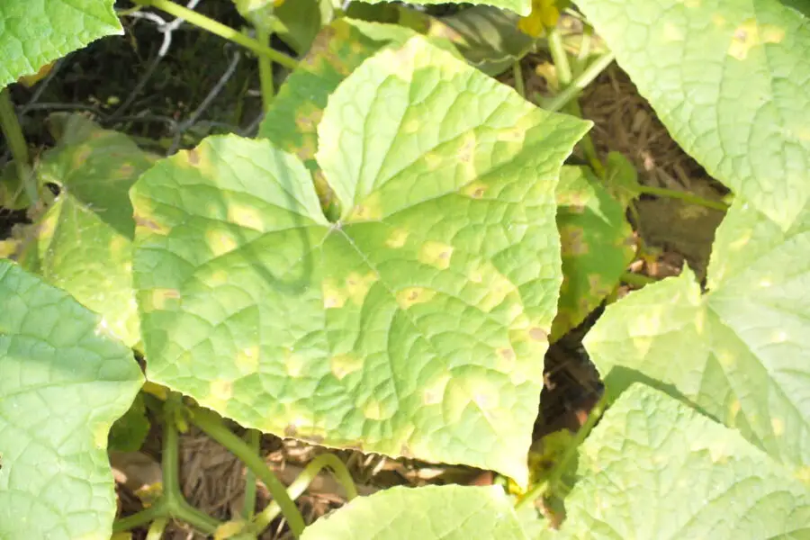 Cucumber Leaves