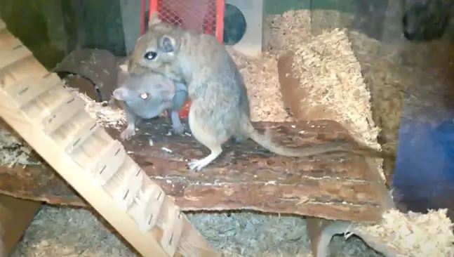 Do Gerbils Eat Each Other