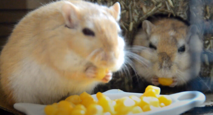 Do Gerbils Need Hay In Their Diet