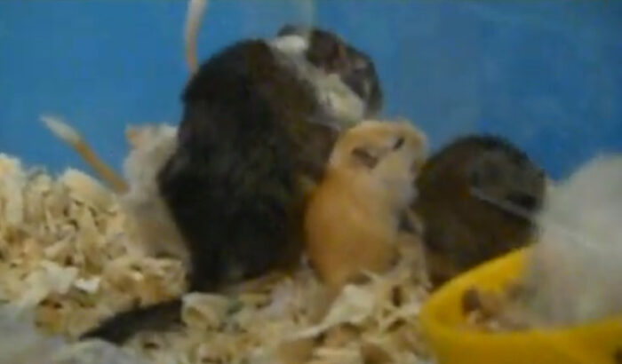 Do Male Gerbils Eat Their Babies