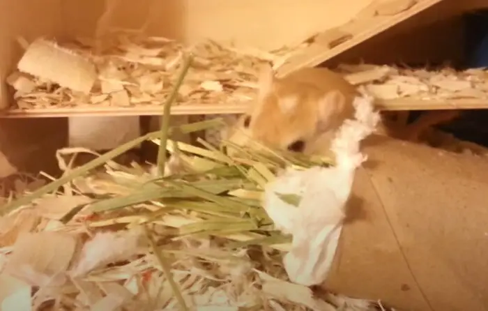 Gerbil chewing Timothy hay