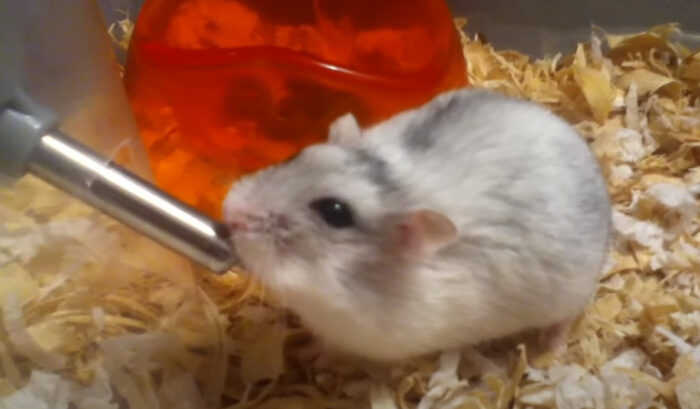How Long Can Gerbils Go Without Water