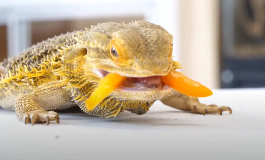 How to Feed Bearded Dragons Mango