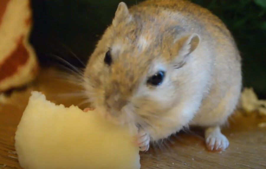 What Types of Apples to Feed Gerbils