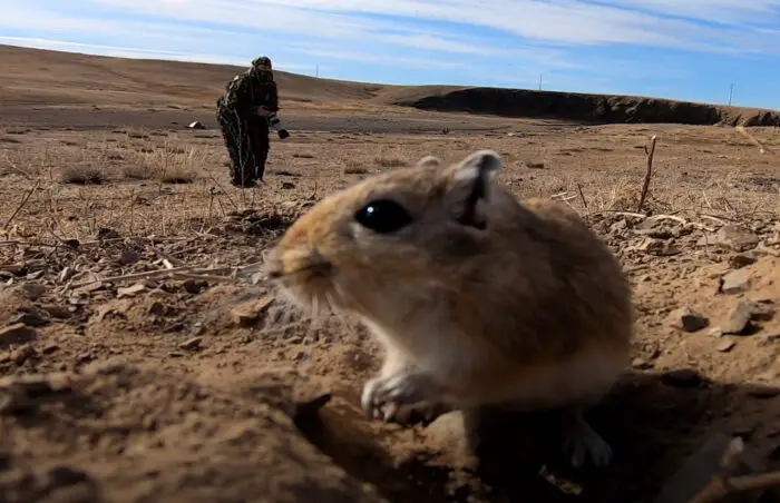 Wild Gerbil Predators