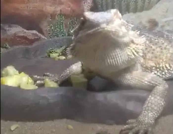 Zucchini for bearded dragon