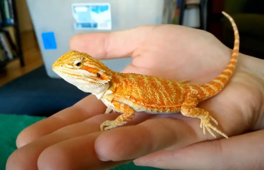 baby bearded dragon