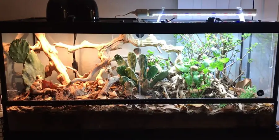 bearded dragon planted cage