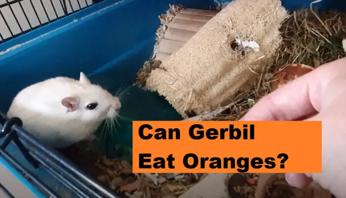 can gerbils eat oranges