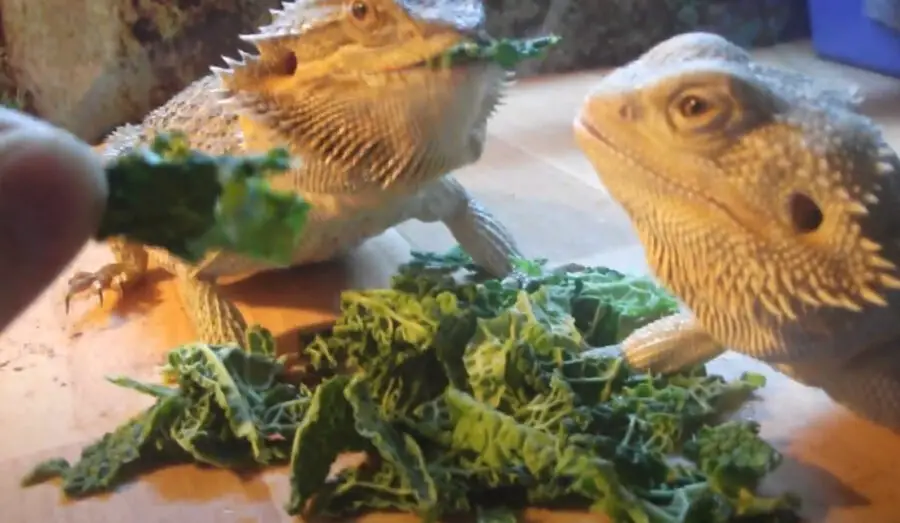 Do Bearded Dragons Like Cabbage