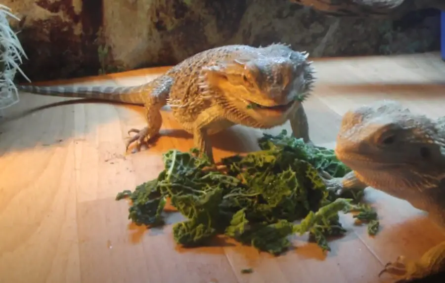 How to Feed Bearded Dragons Cabbage