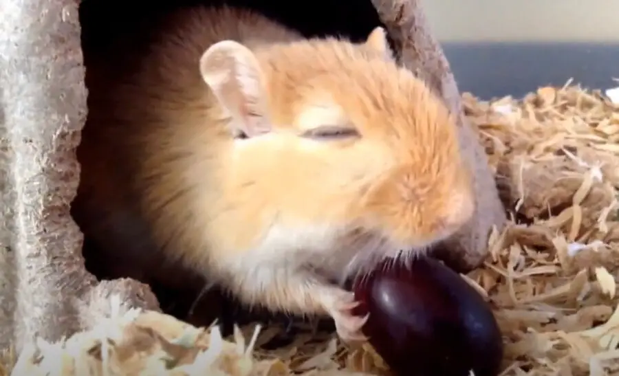 can gerbils eat grapes