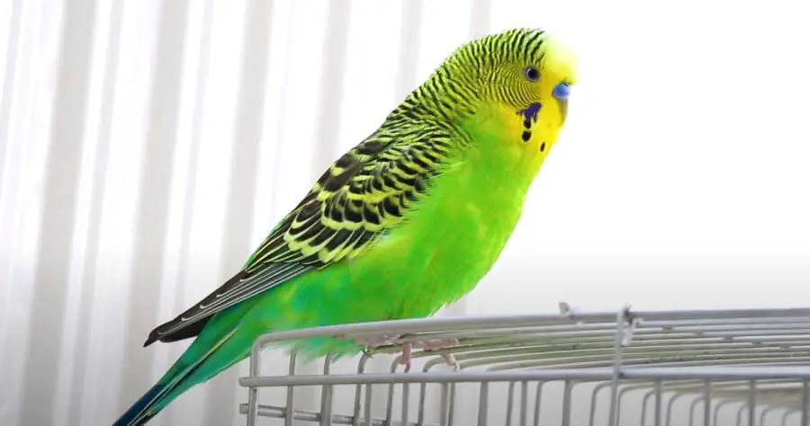 Are Budgies Loud