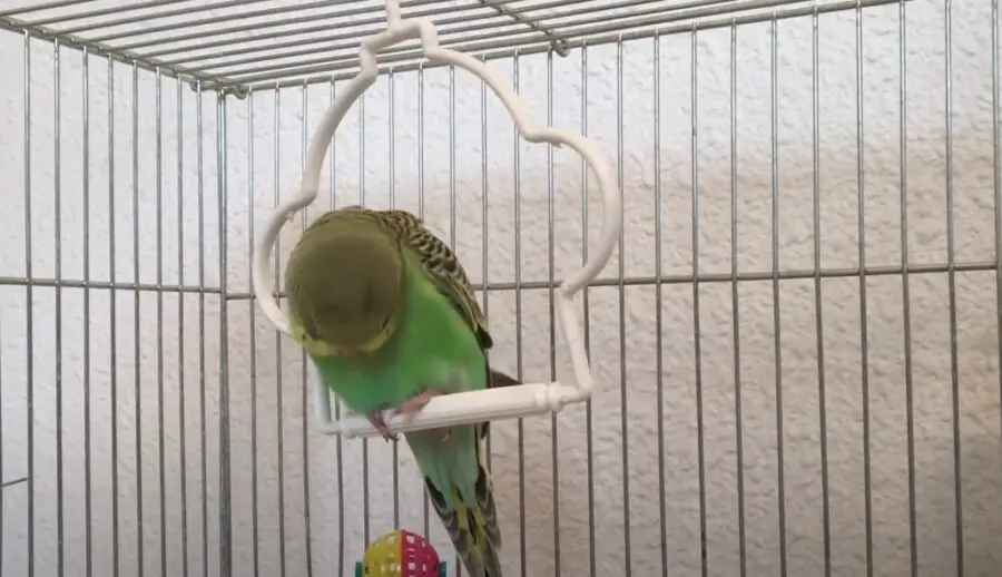 Budgie Bobbing Its Head Up and Down