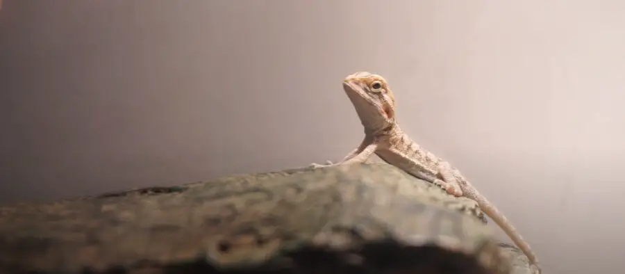 Can Bearded Dragons Eat Tomatoes? {Safe For Them To Eat?} - HomePetHelp