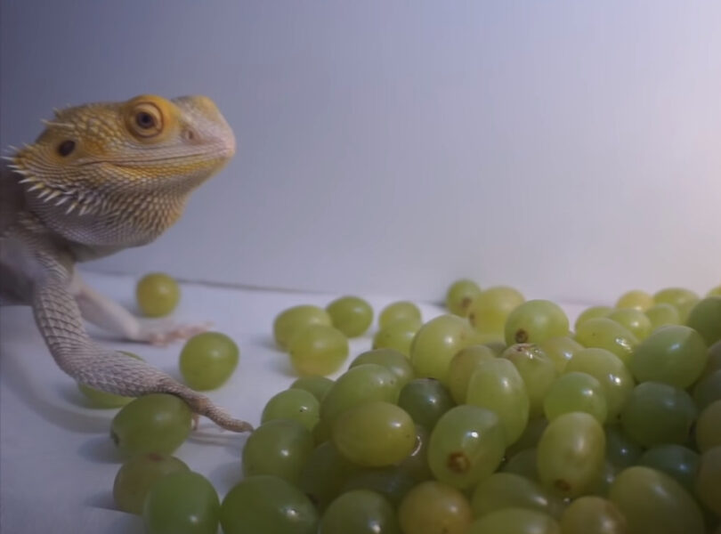 Can Bearded Dragons Eat Grapes