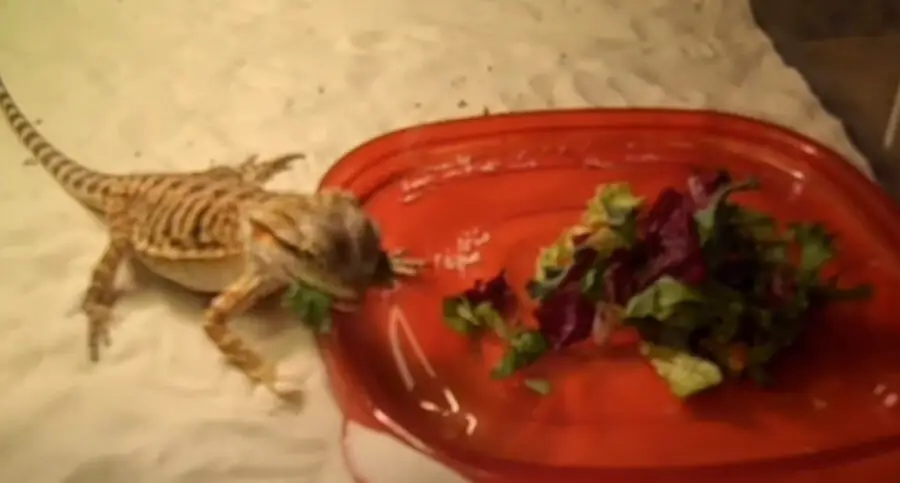 Can Bearded Dragons Eat Kale