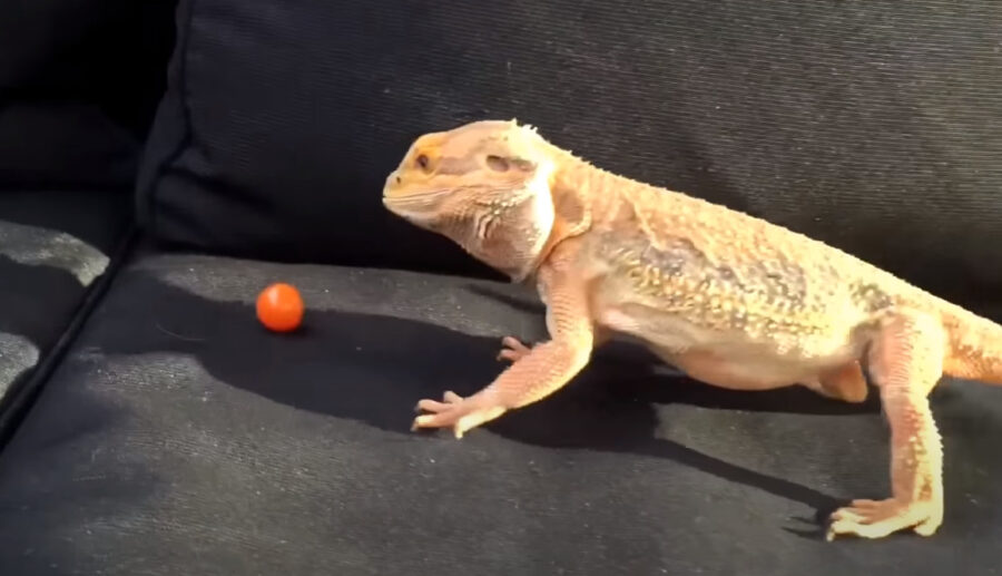 Can Bearded Dragons Eat Tomatoes? - HomePetHelp