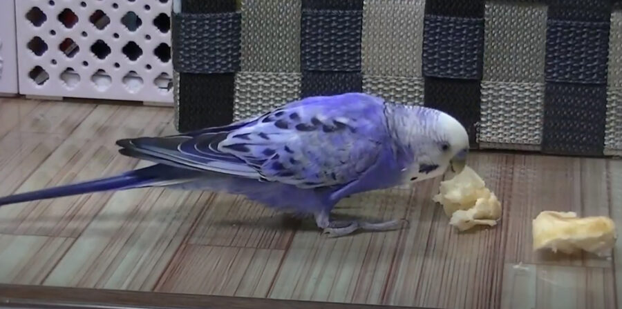 Can Budgies eat bread