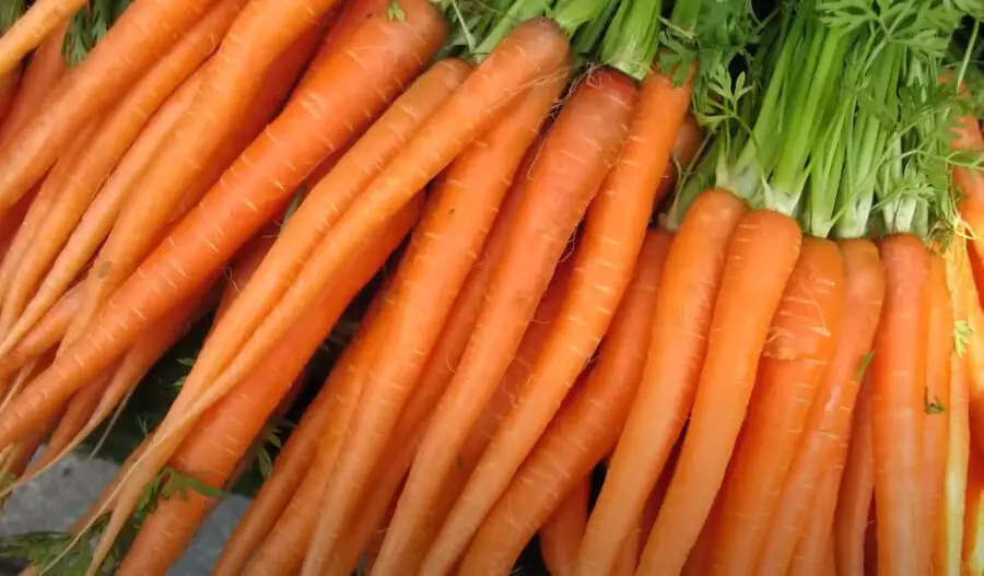 Can Gerbils Eat Carrots
