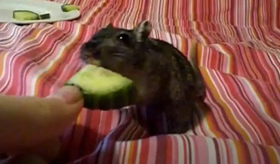Can Gerbils Eat Cucumber