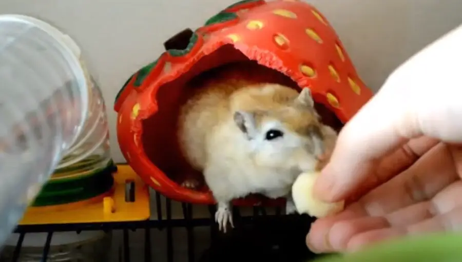 Can Gerbils Eat Pineapple