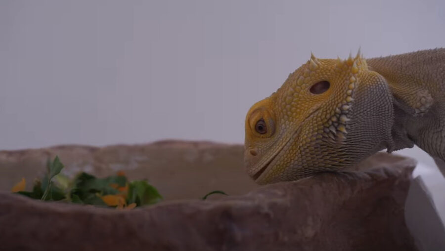 Can bearded dragons eat broccoli