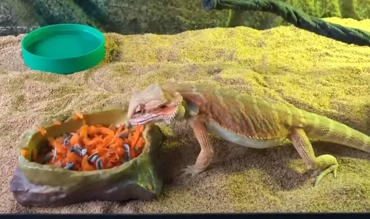 Can bearded dragons eat carrots