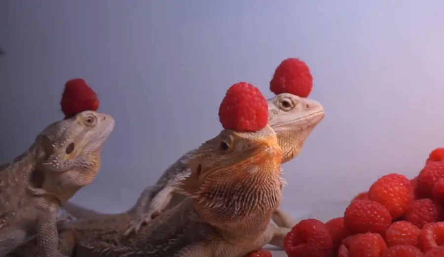 Can bearded dragons eat raspberries