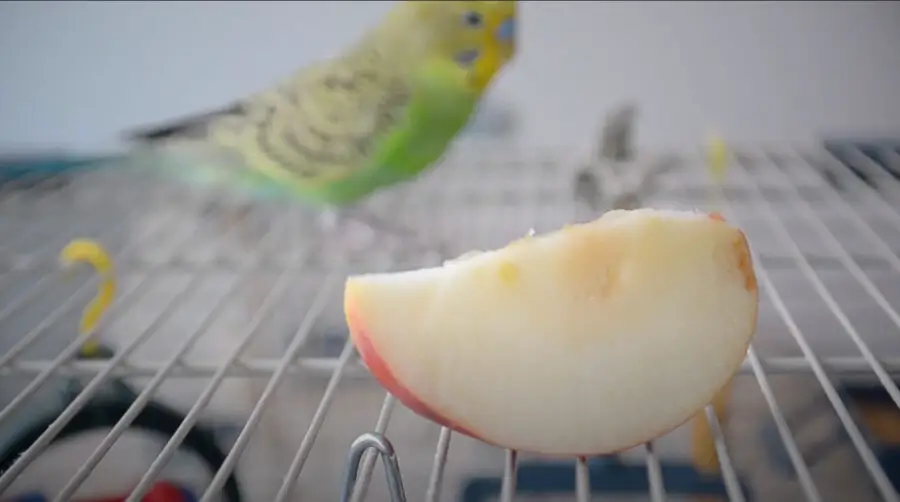 Can budgies eat apples