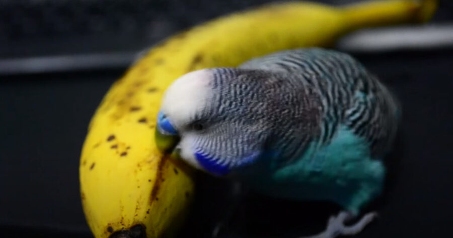 Can budgies eat banana