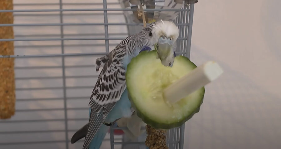 Can budgies eat cucumber