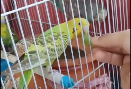 Can budgies eat grapes