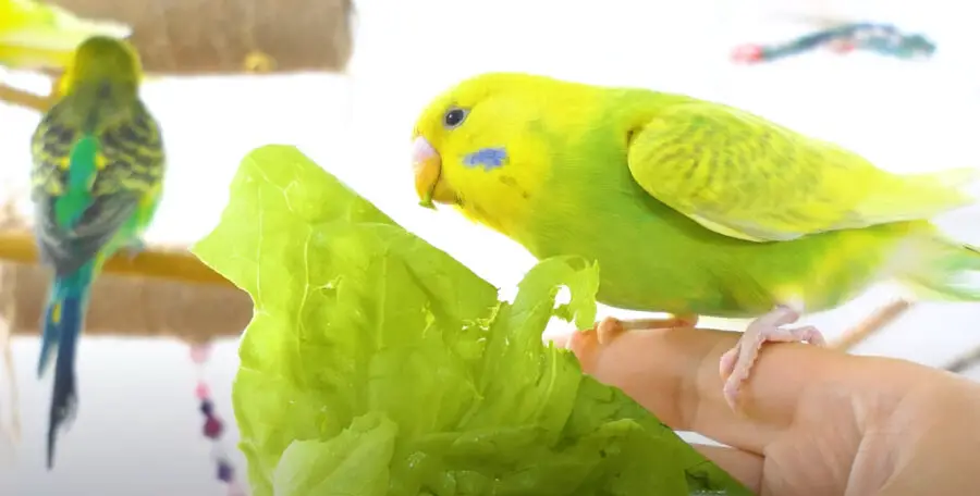 Can budgies eat lettuce