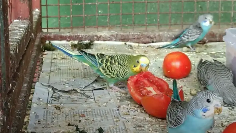 Can budgies eat tomatoes