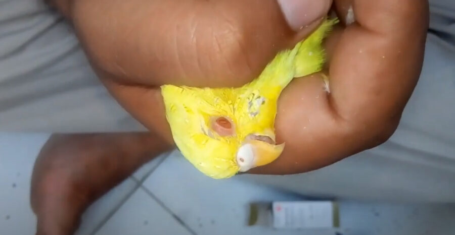 Common Budgie Eye Problems