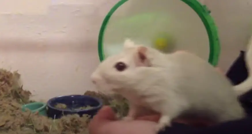 Do Gerbils Like to Be Held