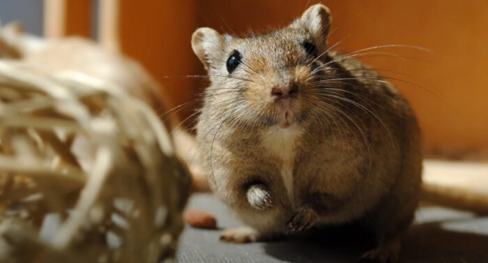 How to Get Rid of Fleas on a Gerbil