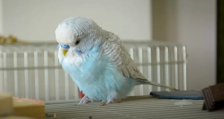 New Budgie Breathing Heavily