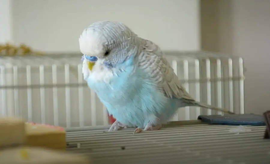 Signs Your Budgie is Dying Slowly