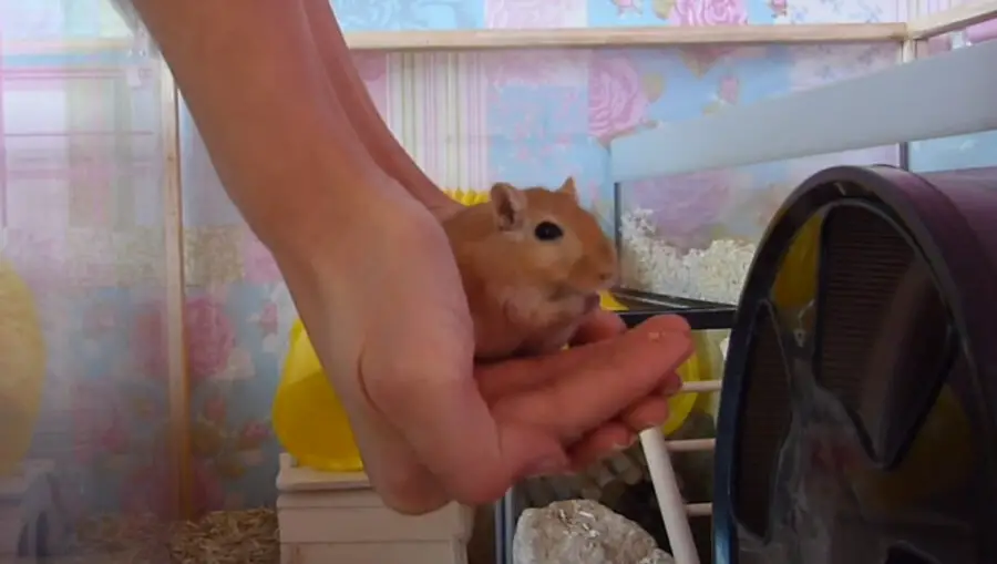 holding a gerbil