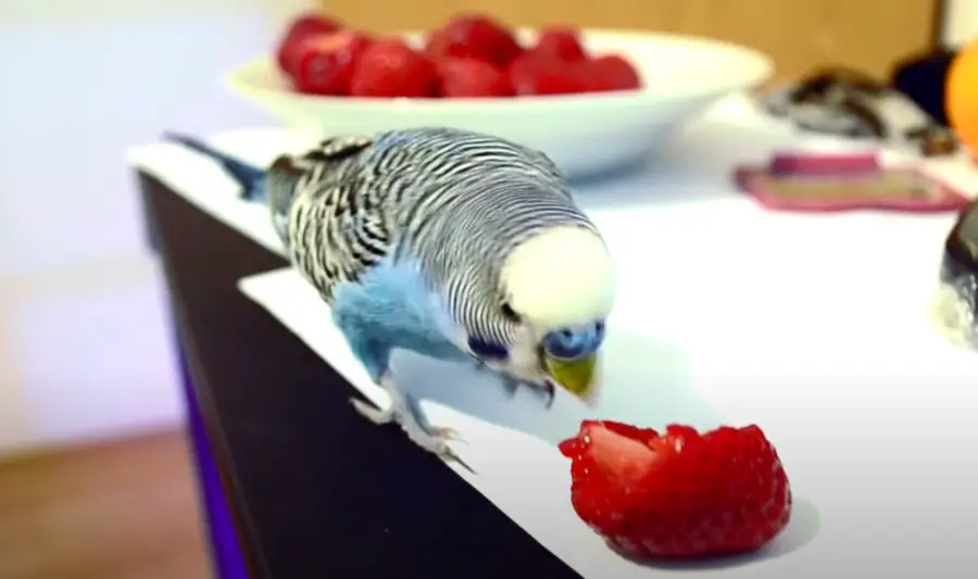 Can Budgies Eat Strawberries