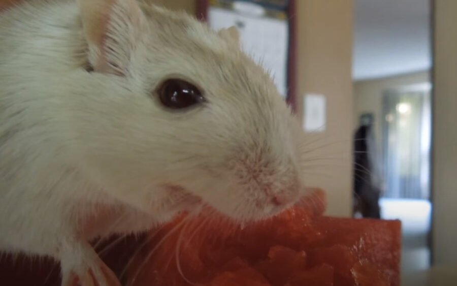 Can gerbils eat watermelon