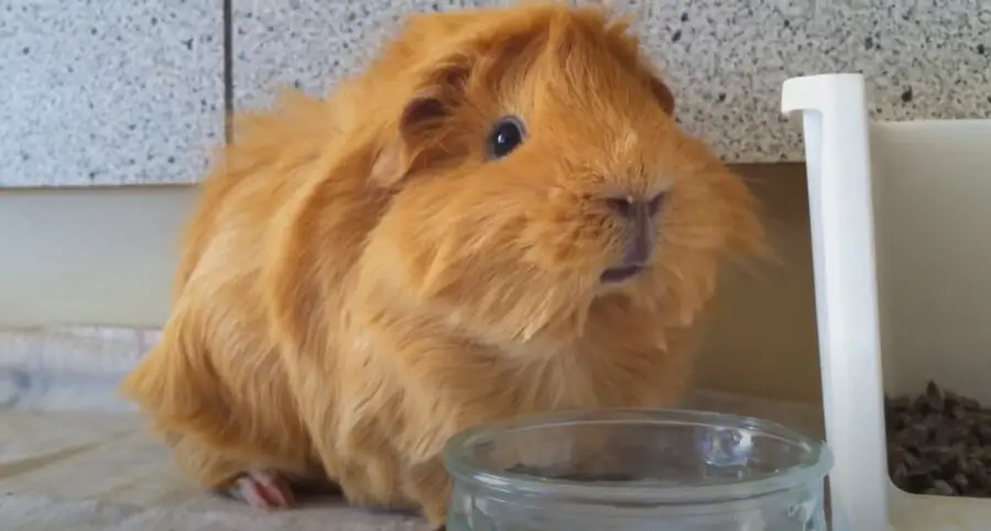Can Guinea Pigs Drink From a Bowl