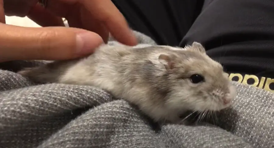 Do Hamsters Like To Be Petted