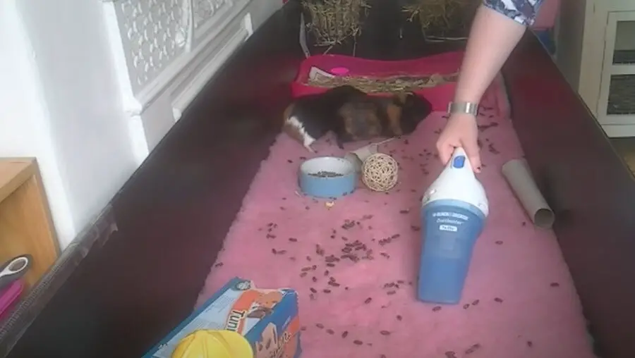 Vacuuming Guinea Pig Poop