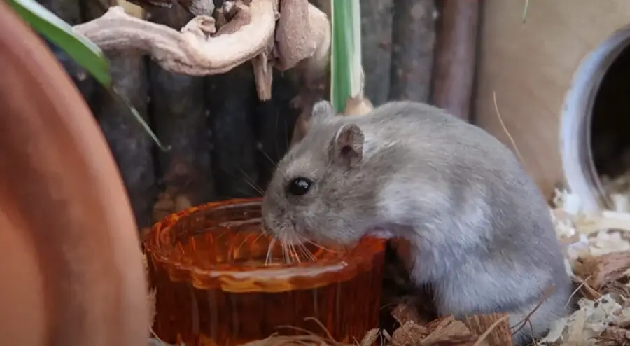 What Can Hamsters Drink