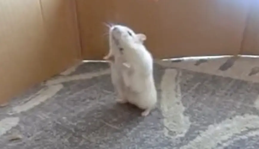 hamster standing up