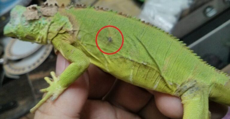 Why Does My Chameleon Have Black Spots - HomePetHelp